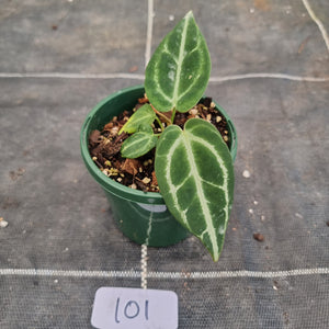 #101 Dark Anthurium Crystallinum x
