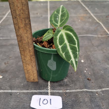 Load image into Gallery viewer, #101 Dark Anthurium Crystallinum x