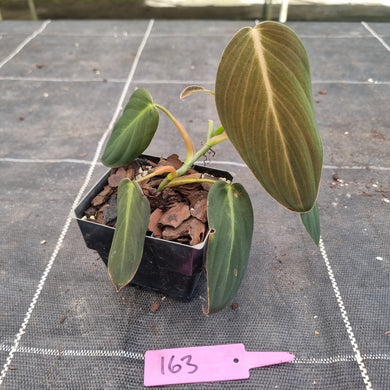 #163 Philodendron Gigas