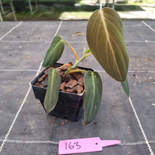 Load image into Gallery viewer, #163 Philodendron Gigas