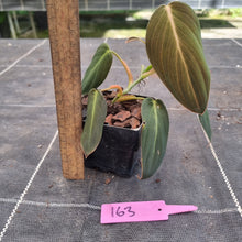 Load image into Gallery viewer, #163 Philodendron Gigas