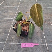 Load image into Gallery viewer, #163 Philodendron Gigas