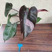 Load image into Gallery viewer, #87 Large Philodendron Pink Princess