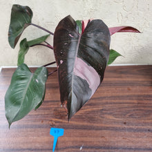 Load image into Gallery viewer, #87 Large Philodendron Pink Princess