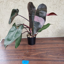 Load image into Gallery viewer, #87 Large Philodendron Pink Princess