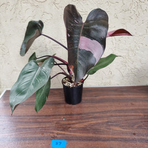 #87 Large Philodendron Pink Princess