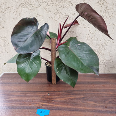 #87 Large Philodendron Pink Princess