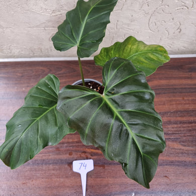 #74 Philodendron Corsinianum / 'Bronze Shield'
