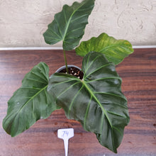 Load image into Gallery viewer, #74 Philodendron Corsinianum / &#39;Bronze Shield&#39;