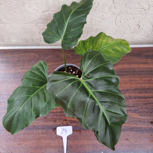 #74 Philodendron Corsinianum / 'Bronze Shield'