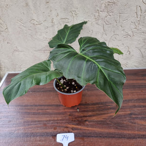 #74 Philodendron Corsinianum / 'Bronze Shield'