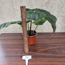 Load image into Gallery viewer, #74 Philodendron Corsinianum / &#39;Bronze Shield&#39;