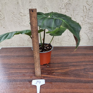 #74 Philodendron Corsinianum / 'Bronze Shield'
