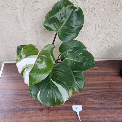#81 Philodendron White Knight