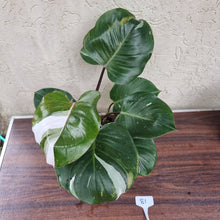 Load image into Gallery viewer, #81 Philodendron White Knight