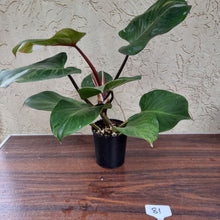 Load image into Gallery viewer, #81 Philodendron White Knight