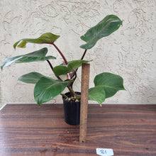 Load image into Gallery viewer, #81 Philodendron White Knight