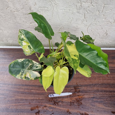 #D3 Large Variegated Philodendron Burle Marx