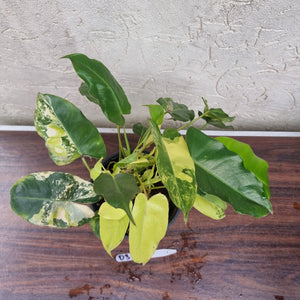 #D3 Large Variegated Philodendron Burle Marx