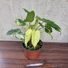 Load image into Gallery viewer, #D3 Large Variegated Philodendron Burle Marx