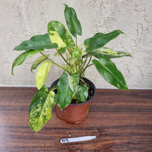 Load image into Gallery viewer, #D3 Large Variegated Philodendron Burle Marx