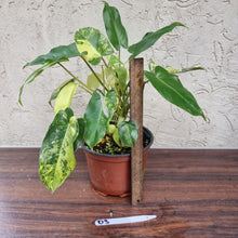 Load image into Gallery viewer, #D3 Large Variegated Philodendron Burle Marx
