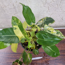 Load image into Gallery viewer, #D3 Large Variegated Philodendron Burle Marx