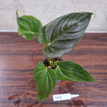 Load image into Gallery viewer, #144 Anthurium Moodeanum/Red Beauty