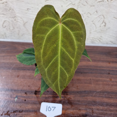 #107 Anthurium NOID
