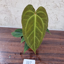 Load image into Gallery viewer, #107 Anthurium NOID