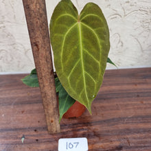 Load image into Gallery viewer, #107 Anthurium NOID