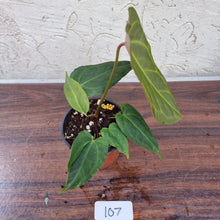 Load image into Gallery viewer, #107 Anthurium NOID