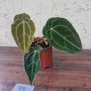 #99 Pink Sinus Anthurium Forgetii x