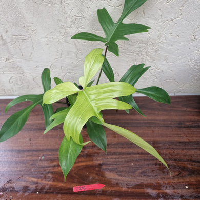 #225 Philodendron Florida Ghost - NON TC