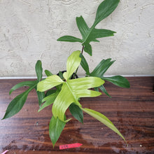 Load image into Gallery viewer, #225 Philodendron Florida Ghost - NON TC