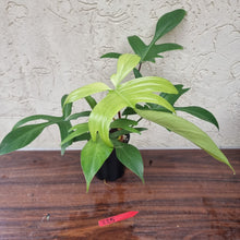 Load image into Gallery viewer, #225 Philodendron Florida Ghost - NON TC