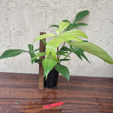 Load image into Gallery viewer, #225 Philodendron Florida Ghost - NON TC
