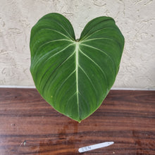 Load image into Gallery viewer, #224 Philodendron Gloriosum