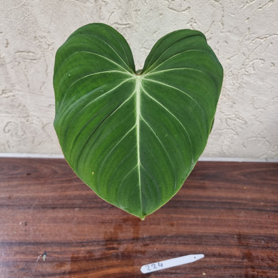#224 Philodendron Gloriosum