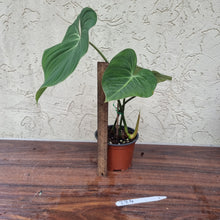 Load image into Gallery viewer, #224 Philodendron Gloriosum