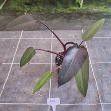 Load image into Gallery viewer, #99 Philodendron Black Knight