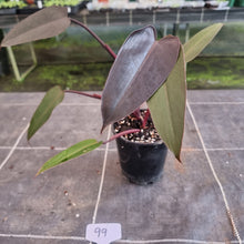 Load image into Gallery viewer, #99 Philodendron Black Knight