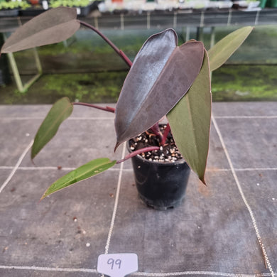 #99 Philodendron Black Knight