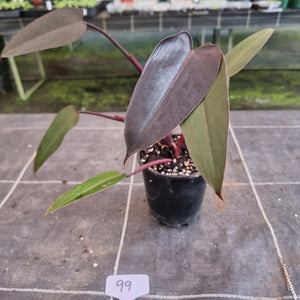 #99 Philodendron Black Knight
