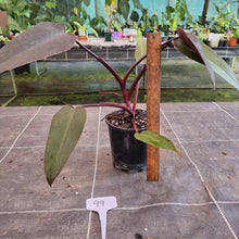 Load image into Gallery viewer, #99 Philodendron Black Knight