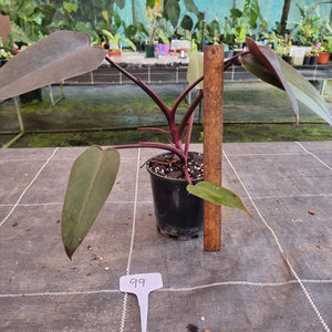 #99 Philodendron Black Knight