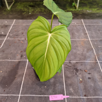 #230 Philodendron Pastazanum x Gloriosum