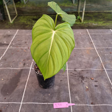 Load image into Gallery viewer, #230 Philodendron Pastazanum x Gloriosum