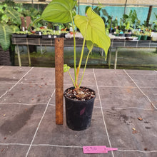 Load image into Gallery viewer, #230 Philodendron Pastazanum x Gloriosum