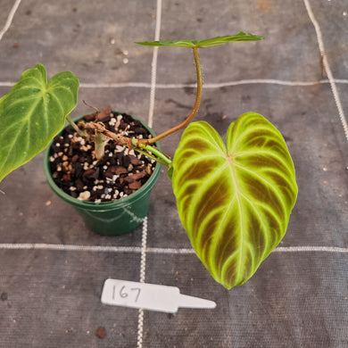 #167 Philodendron Verrucosum